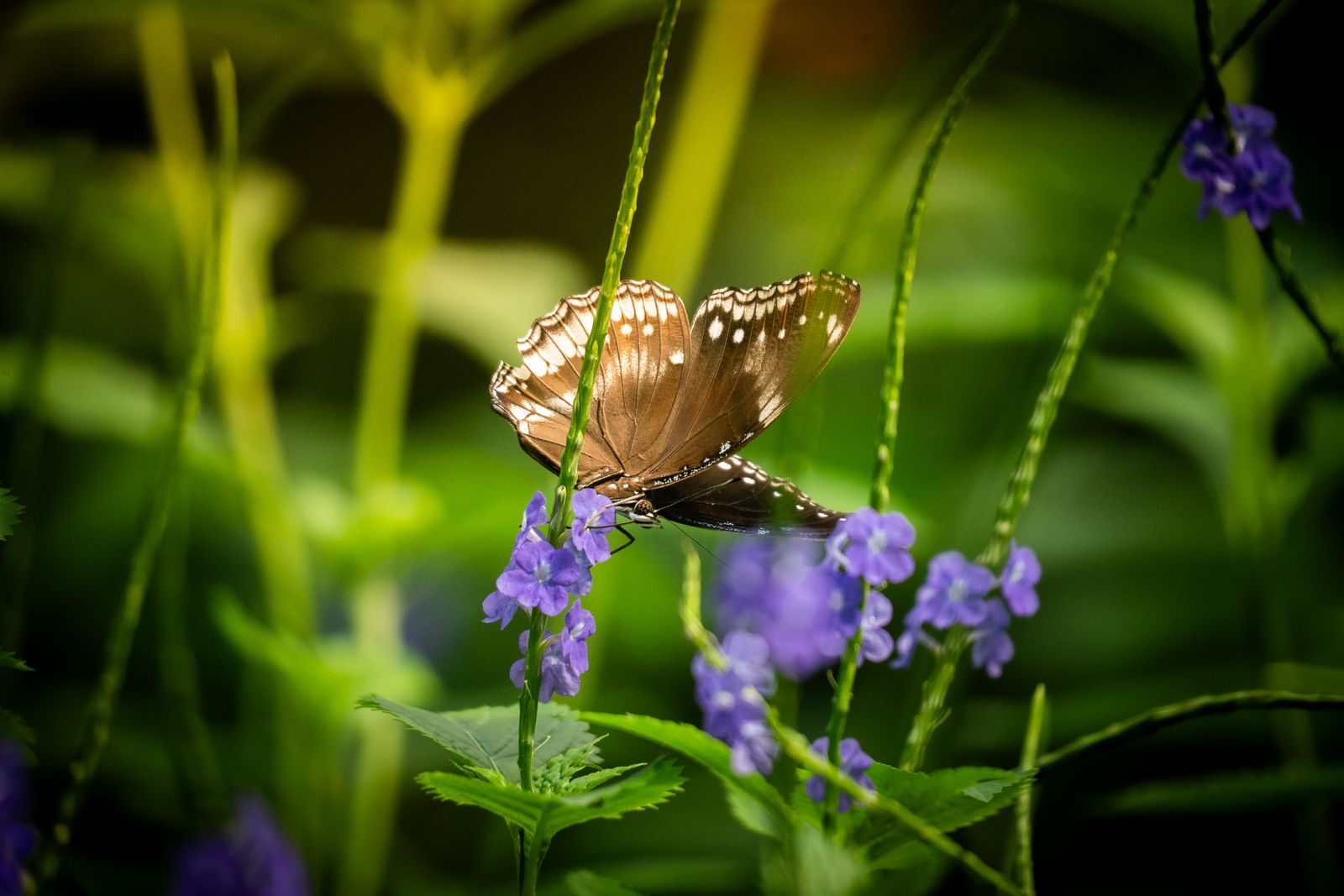 Schmetterling auf Verbenenblüten