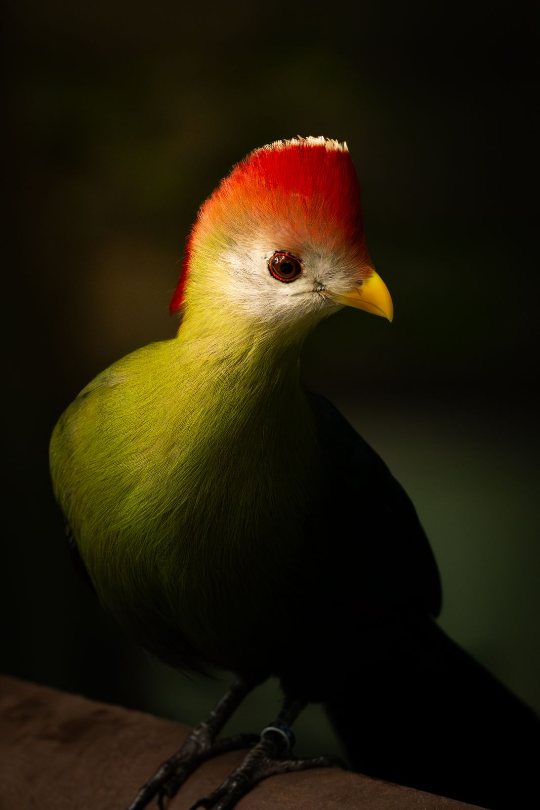 Turako im Seitenlicht