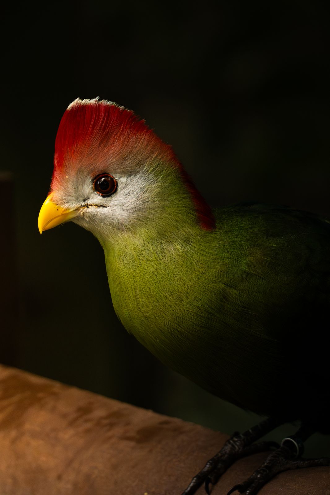 Turako mit rotem Schopf