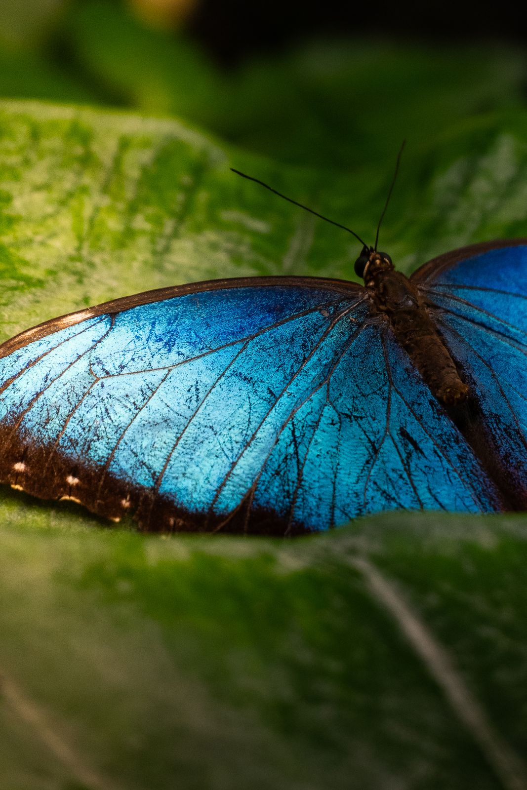 Blauer Morphofalter