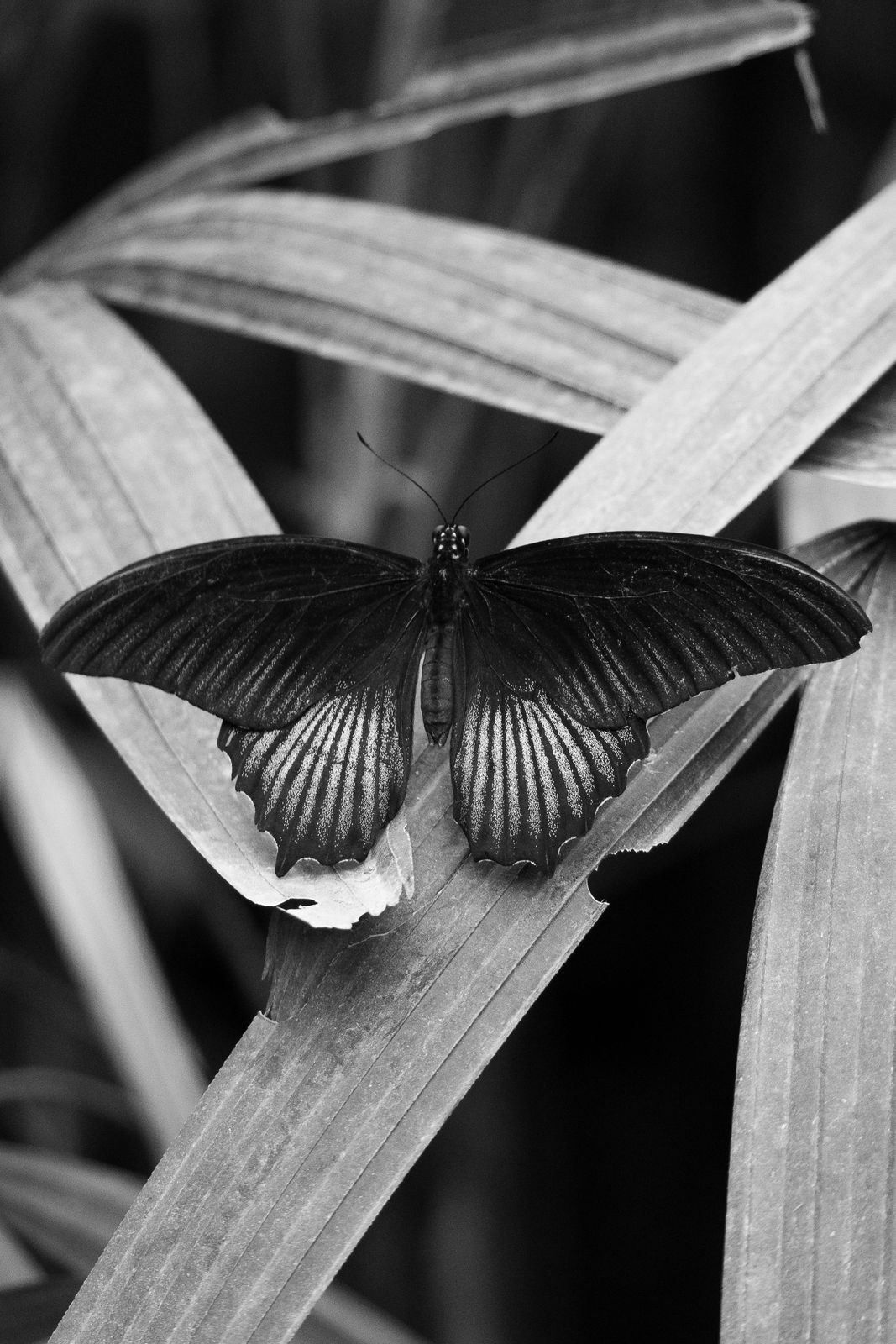 Schmetterling in Schwarzweiss
