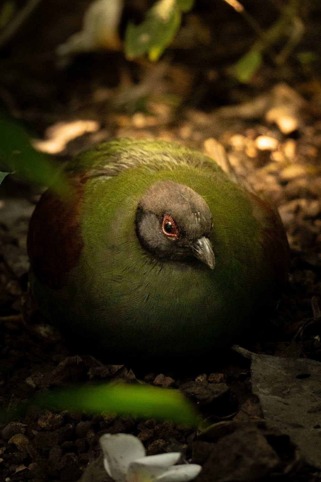 Grüne Taube am Waldboden