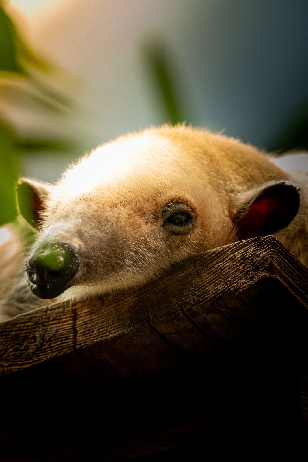 Tamandua auf einem Holzbalken