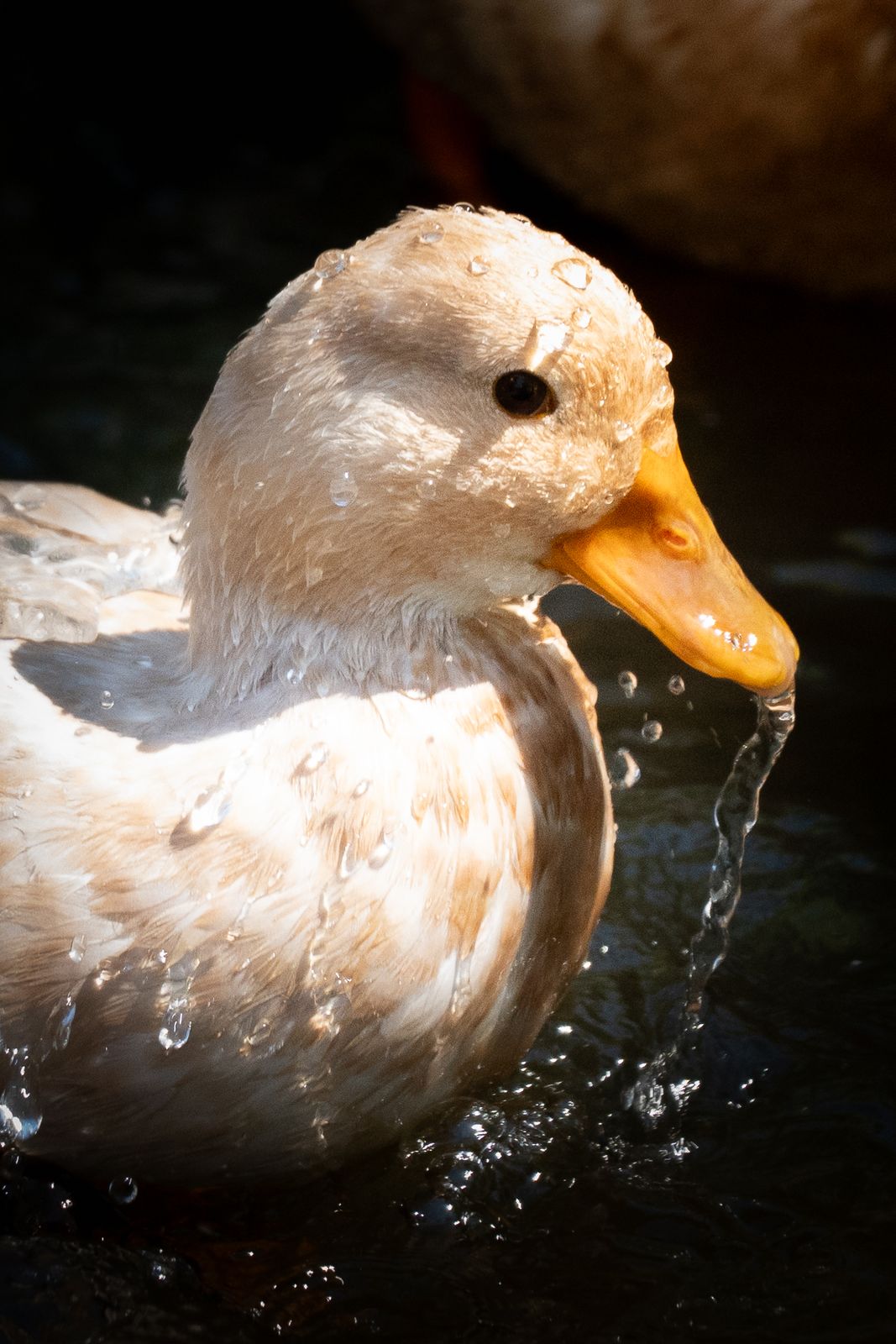 Weisse Ente mit Wassertropfen