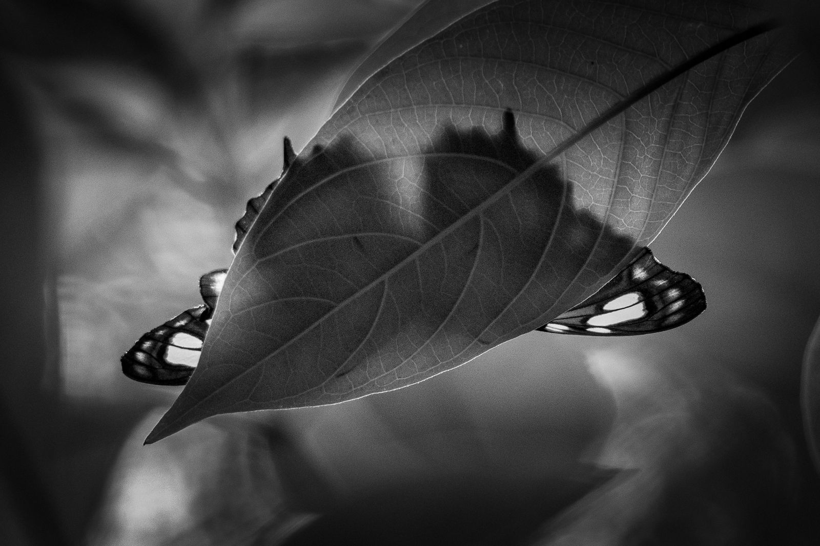 Schmetterling hinter einem Blatt