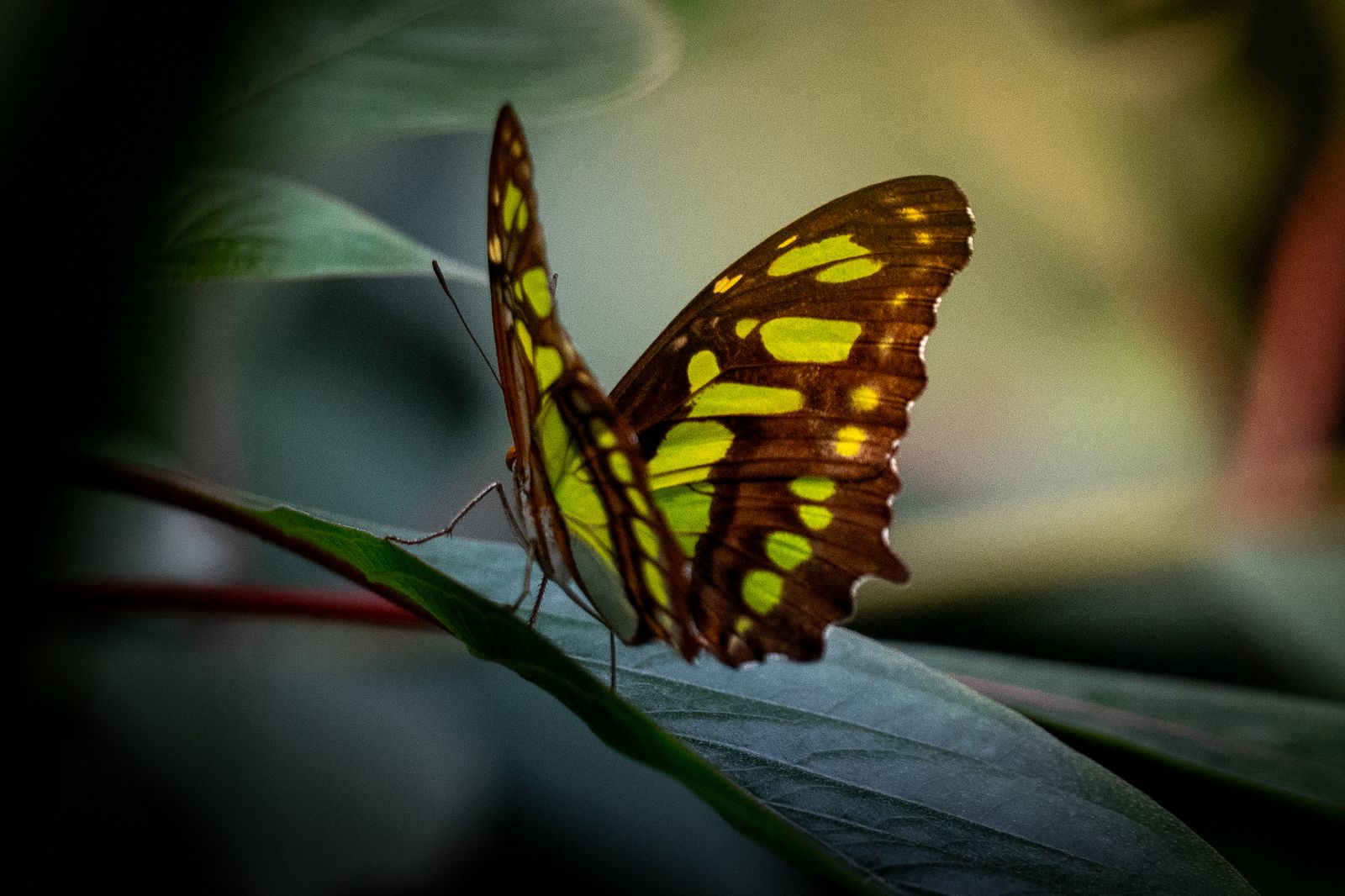 Malachitfalter auf einem Blatt