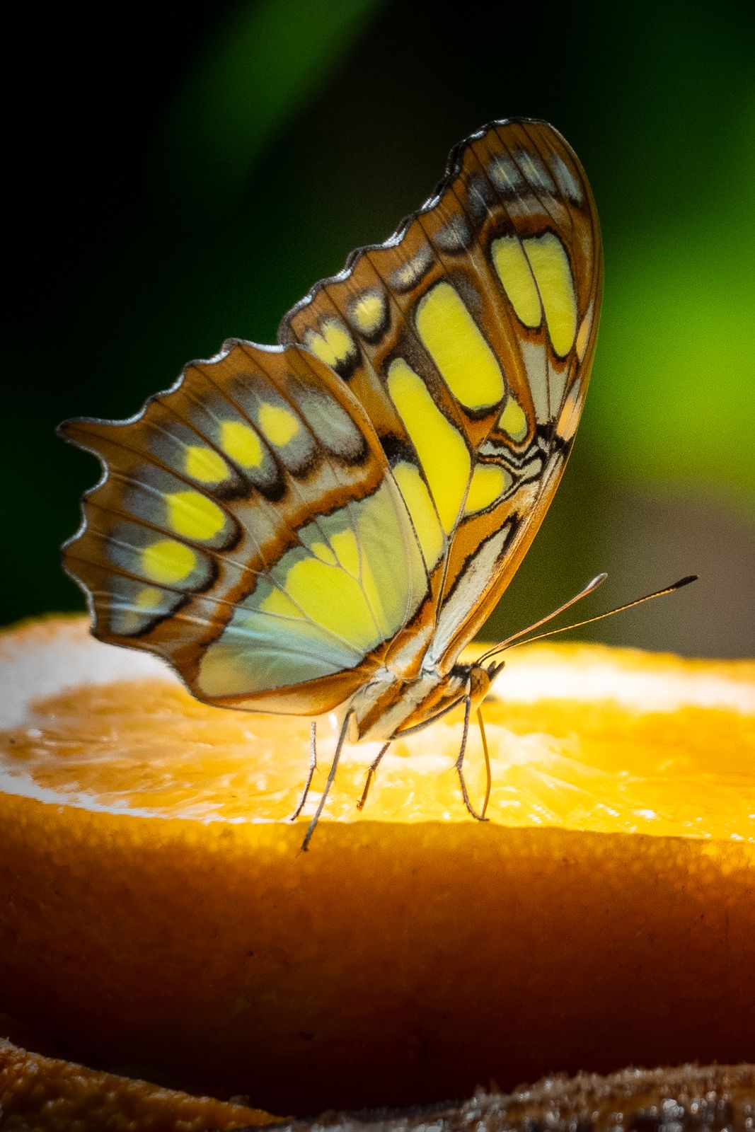 Malachitfalter auf Orange