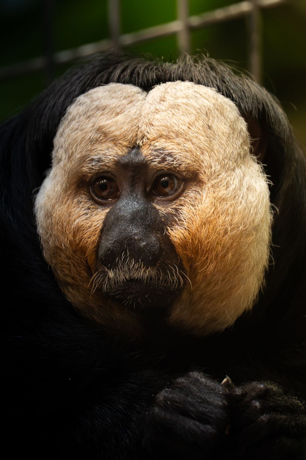 Weissgesichtsaki